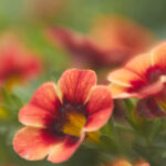 NBA百事通在线直播:实时赛事高清观看指南 zobea0vw